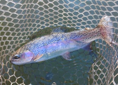 大安トラウトレイク釣果